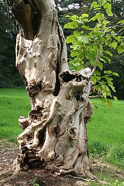 Southern Catalpa (Catalpa bignonioides)