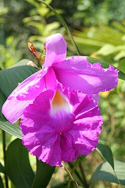 Sobralia Macrantha.