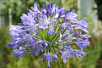 Agapanthus praecox ssp. Orientalis.