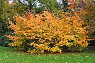 Persian Ironwood Tree (Parrotia persica) - Domaine de Mariemont in Morlanwlez-Mariemont, Belgium.