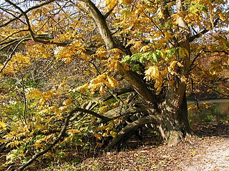 Pterocarya fraxinifolia