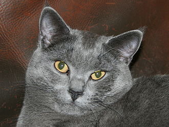 Chartreux.