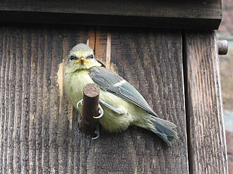 Blue tit.