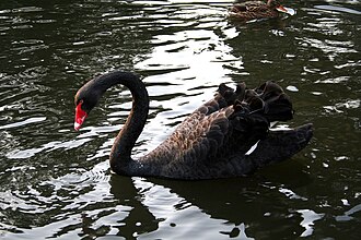 Black Swan.