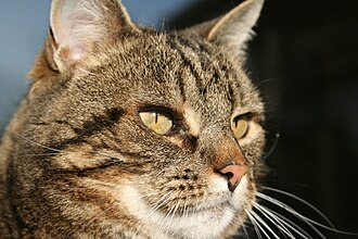 "Berlios" the domestic cat.