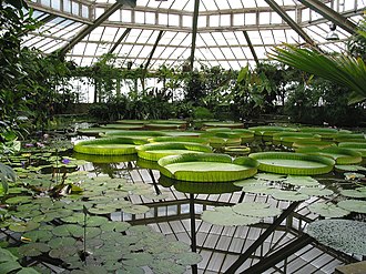 Victoria amazonica