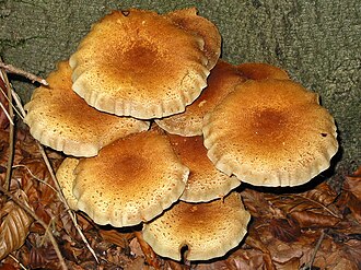 Pholiota squarrosa.