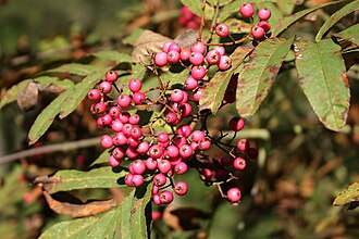 Sorbus 'Leonard Messel'.