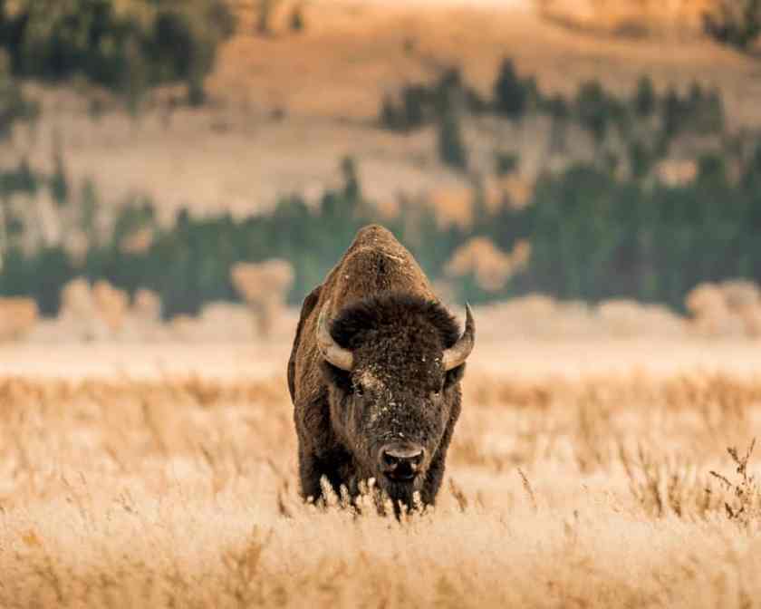 American Prairie Reserve Bison