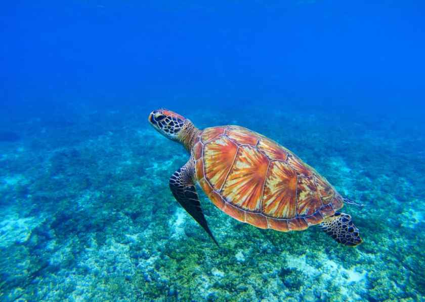Apo Island Diving