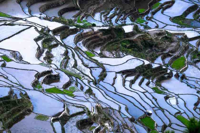 Banaue Rice Terraces