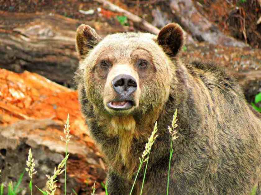 Bear Vancouver City
