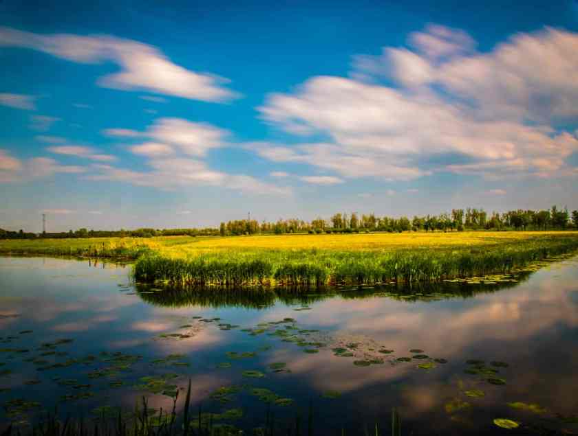 Biesbosch National Park