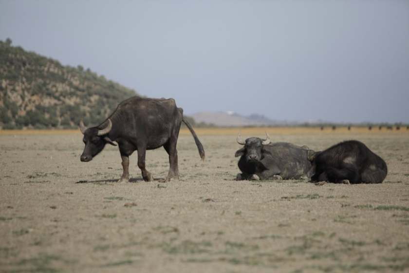 Bou-Hedma National Park