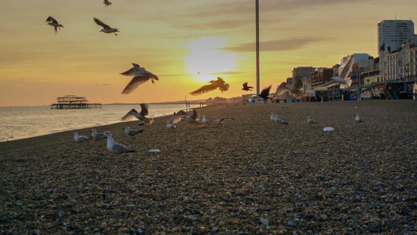 Brighton Seagulls