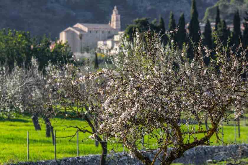 Calmari - a beautiful quiet place in Majorca