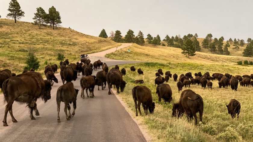 Custer State Park Buffalos