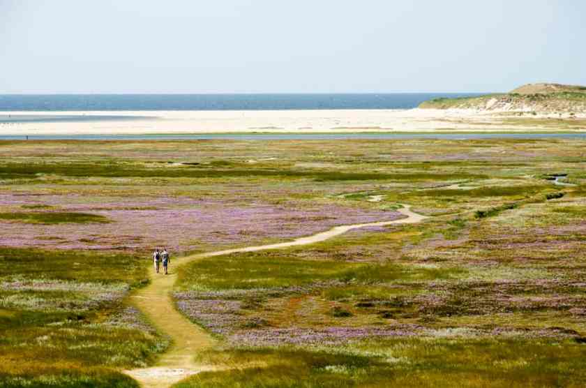 Dunes of Texel National Park
