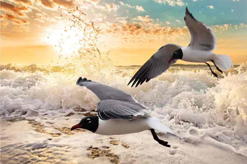 17 Amazing Places to Visit in December in the USA 33 Galveston Beach Texas