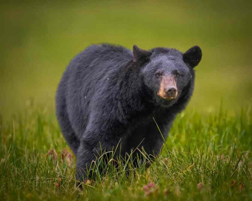 Great Smoky Mountains Bear