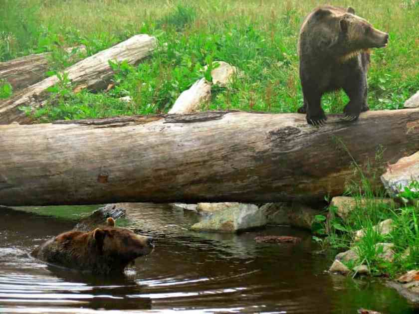 Grinder and Coola Bears Vancouver