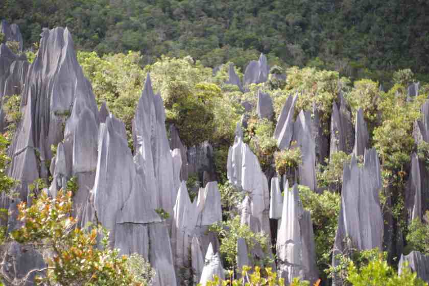 Gunung Mulu National Park River