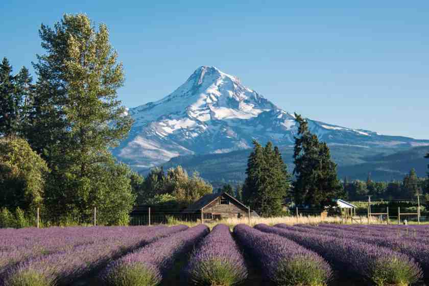 Hood River lavender 