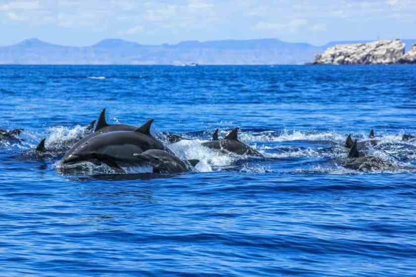Isla Espiritu Santo Mexico