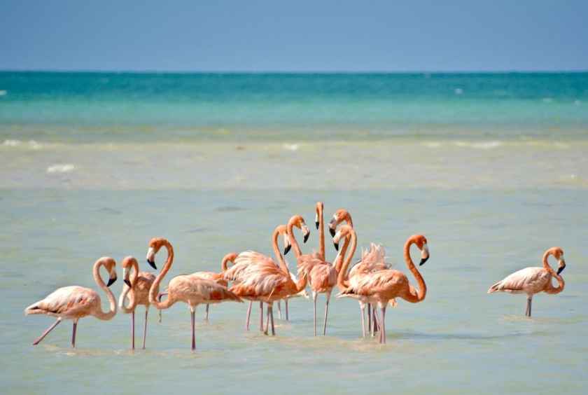 Ducks at Sea Sore Isla Holbox in Mexico
