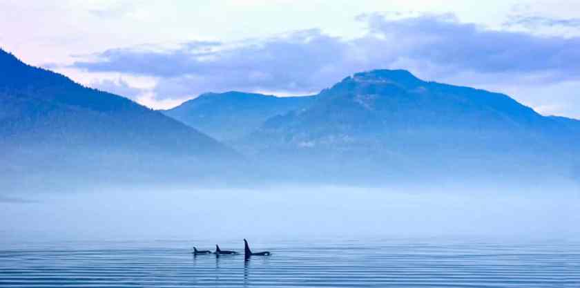 Johnstone Strait Misty Morning