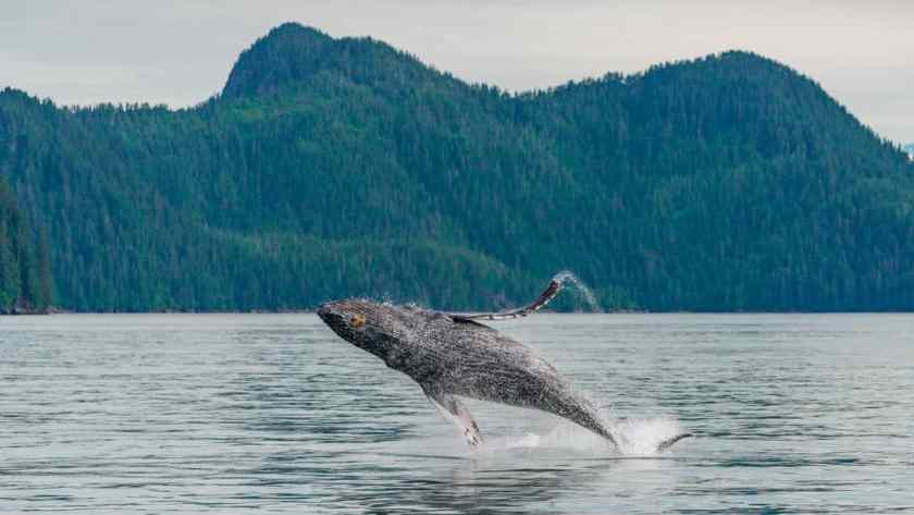 Kenai Fjords, Alaska Whale