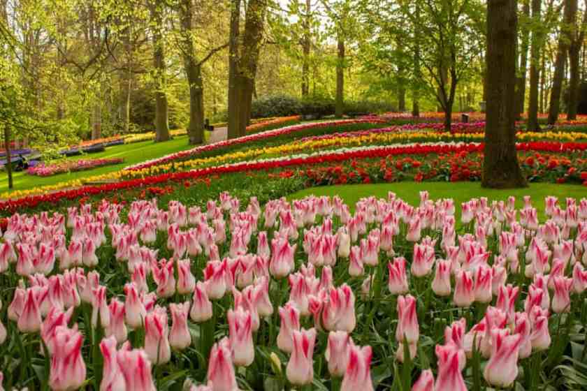 Keukenhof Gardens