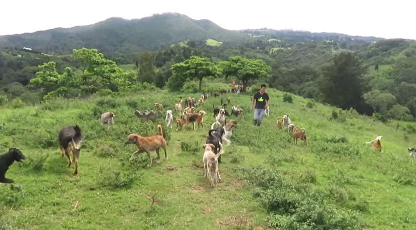 Territorio De Zaguates 