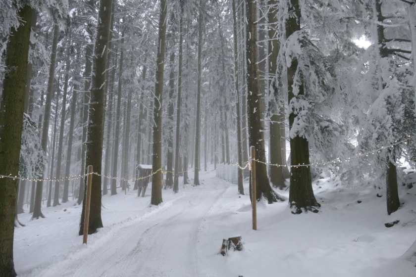 My photo Bavarian Forest trees taken in December 2024