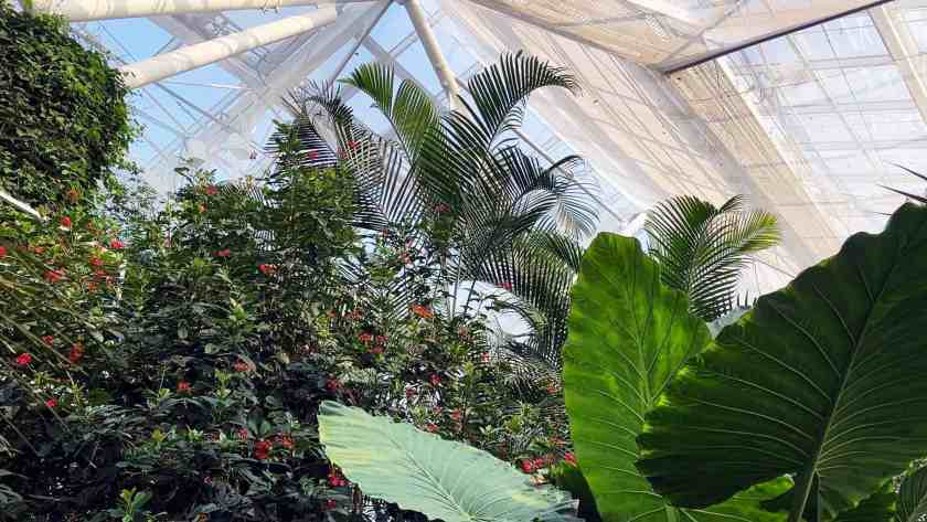 Top 15 Cool and Unusual Hotels in Toronto 38 My photo inside the Allan Gardens Conservatory, just a 10-minute walk from the Kimpton Saint George Hotel