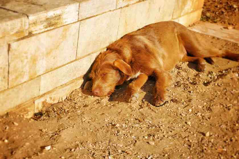 My photo of a cute street dog in Crete taken in summer 2024