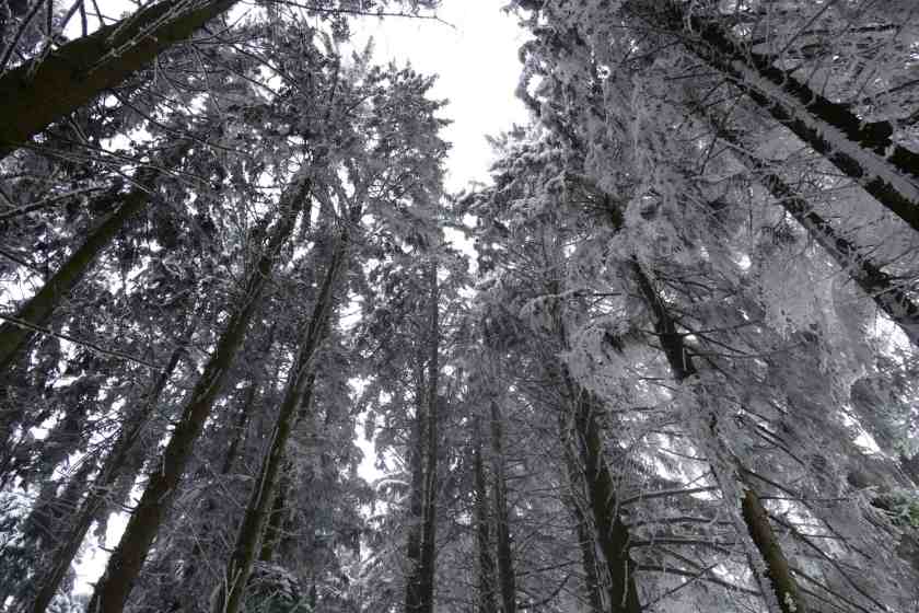 My photo of Bavarian Forest taken in December 2024
