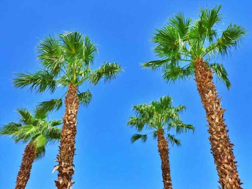 Palm Trees in a Palm Desert with blue sky