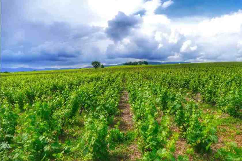 My photo of Rhone Alpes vineyards taken in summer 2024