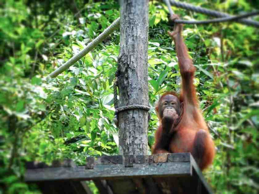 My photo of Sepilok Orangutan Rehabilitation Centre taken in November 2024