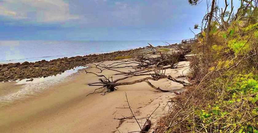My photograph of Driftwood Beach on Jekyll Island