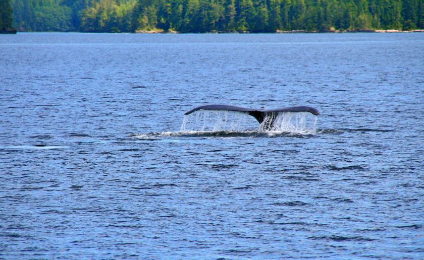 Johnston Strait and a whale's tail