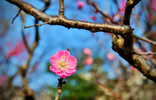 Pink plum blossom taken at Kitano Tenmangu Shrine