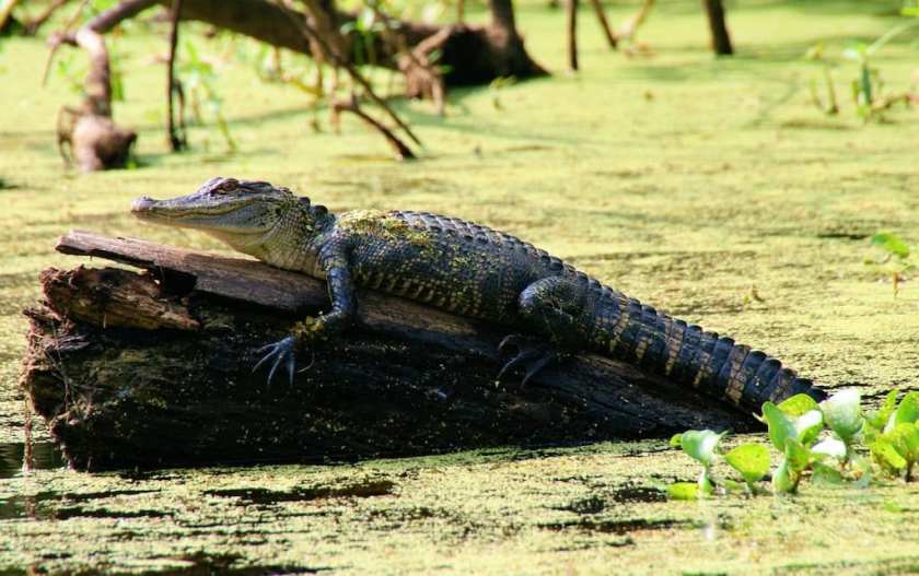My shot of a croc in Caddo Lake in the spring