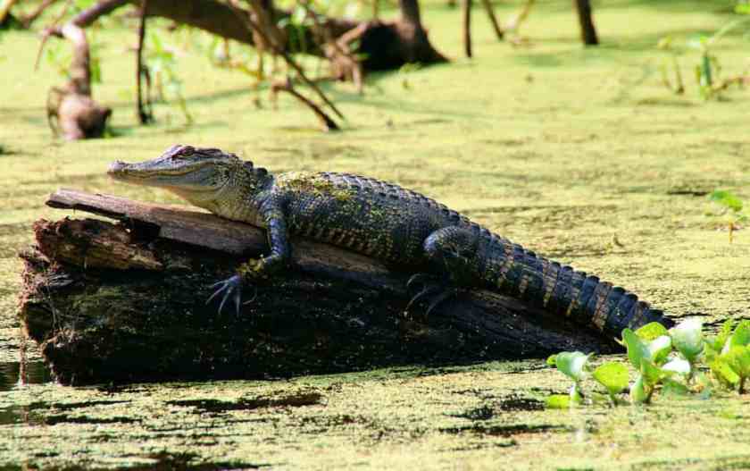 A croc on a rock in Fontainebleau State Park