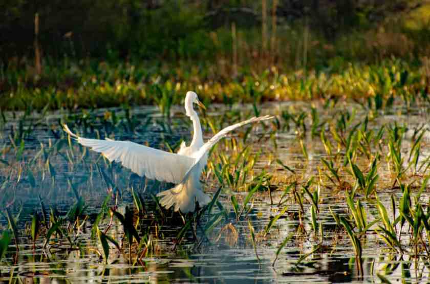 Okefenokee Swamp&nbsp; Georgia