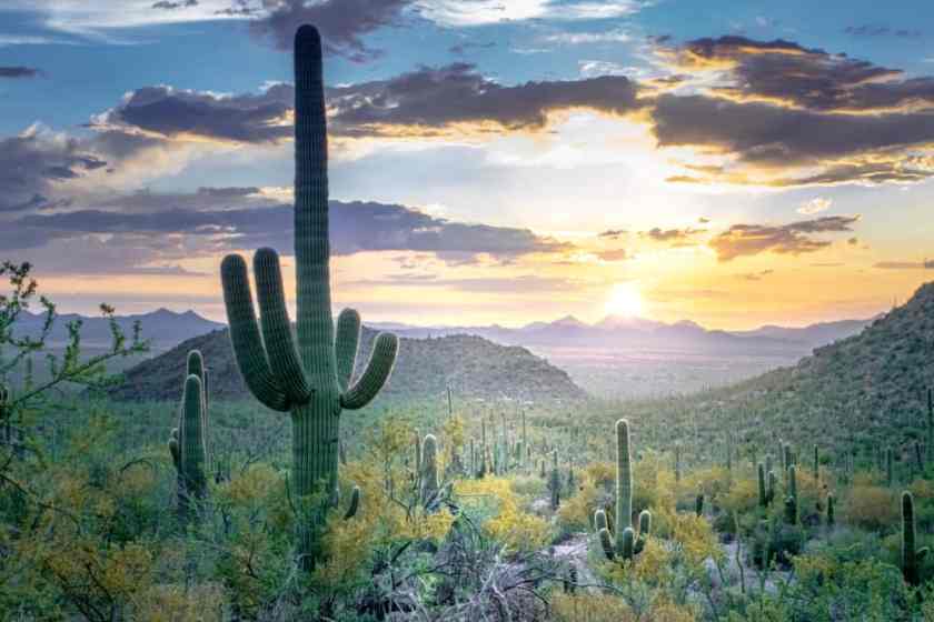 Saguaro National Park, Arizona