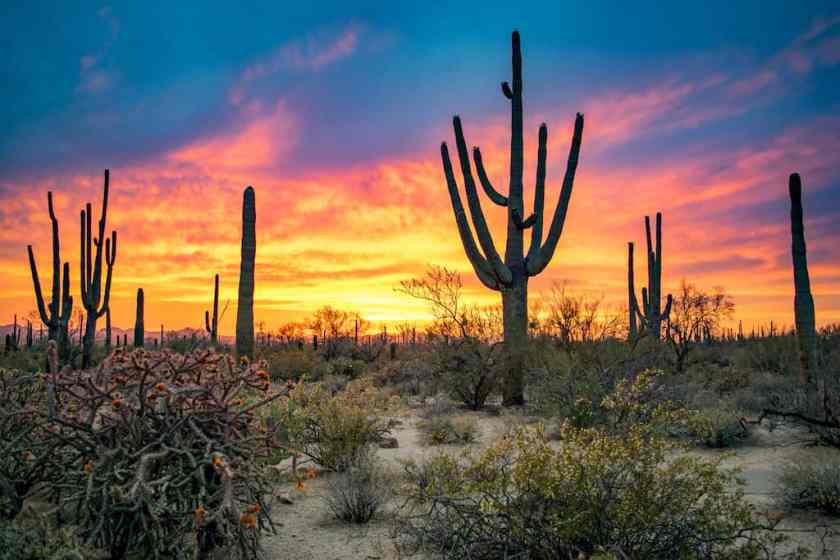 Saguaro National Park Arizona