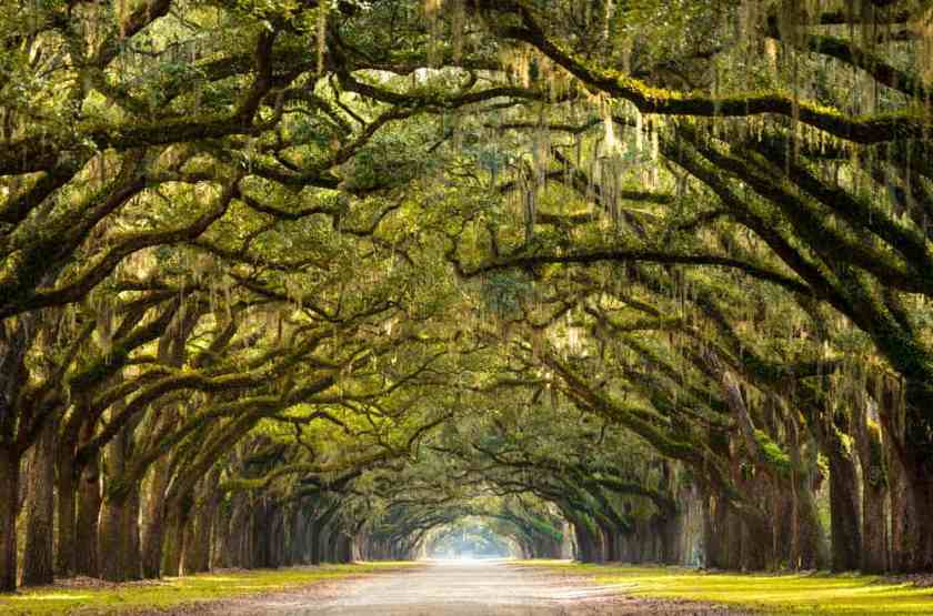 Savannah - best places to visit in Georgia