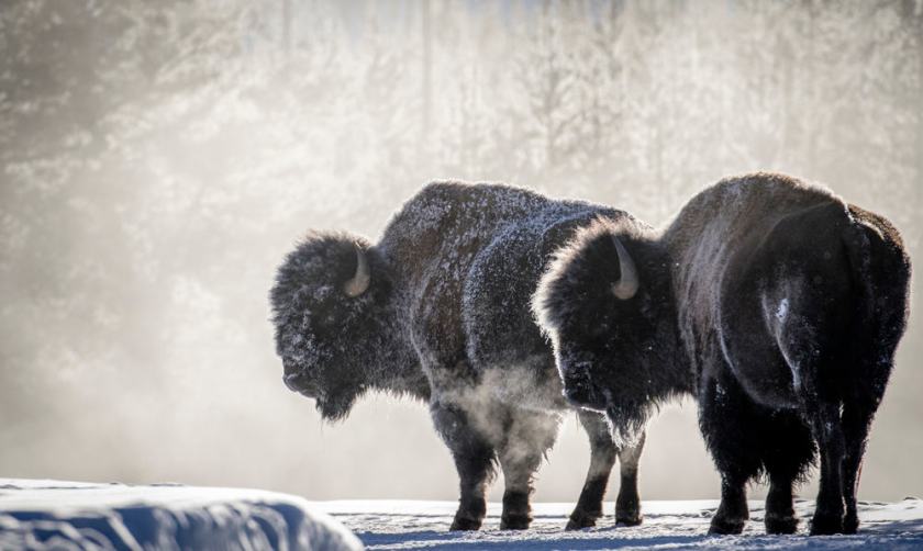 20 Amazing Places to Visit in February in the USA 26 Yellowstone National Park in the winter